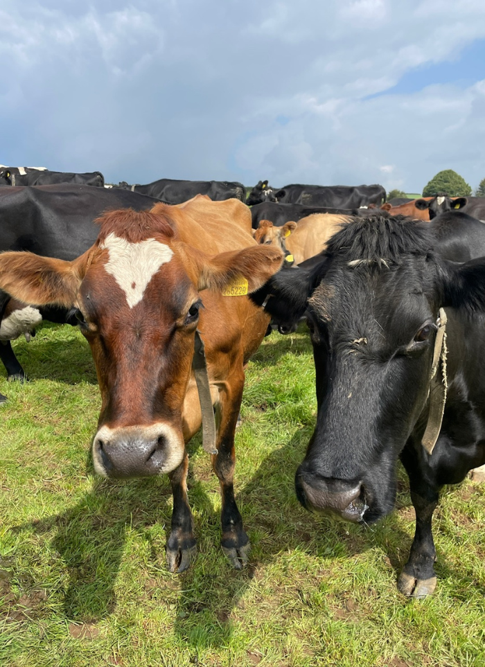 Aberteifi Farm Vets 